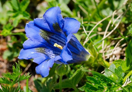 Alpine gentian