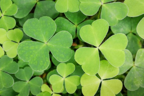 Forest clover