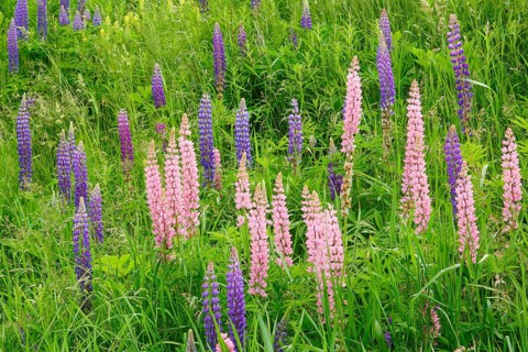Multileaved lupin