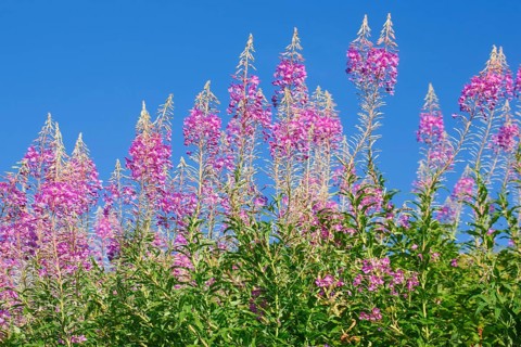 Narrow-leaved willowherb