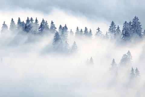 Snowy fir forest