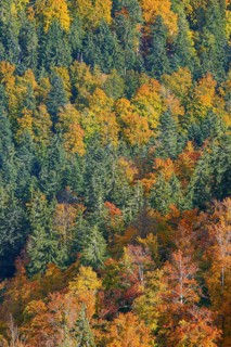 Mixed forest in autumn