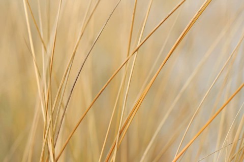 Marram Grass