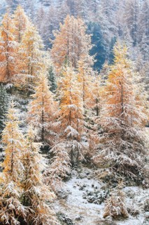 Larches