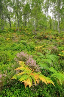Birch forest