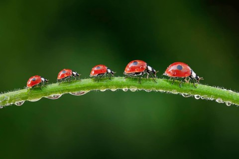 Two-spot ladybird on blade of grass