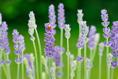 Two-spotted ladybird on lavender flower