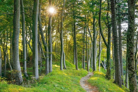 Waldweg