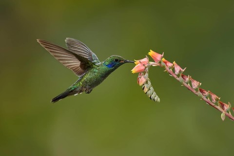 Mexican violetear