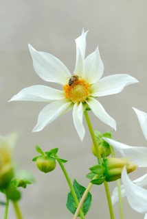 Dahlia