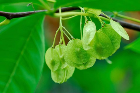Hop Tree