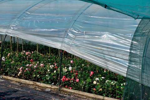 Greenhouse with camellias