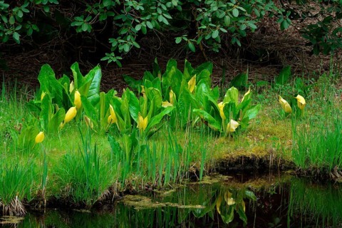 Western skunk cabbage