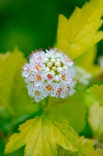 Physocarpus opulifolius
