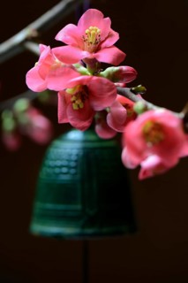Bell and flowers of the ornamental quince