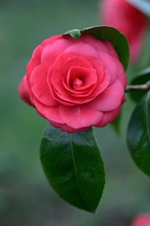 Japanese Camellia
