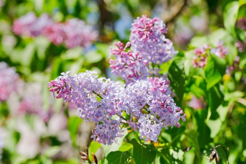 Common Common Lilac