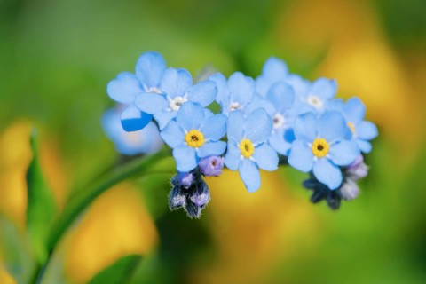 Forget-me-not