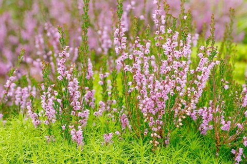 Heather flower and maidenhair moss
