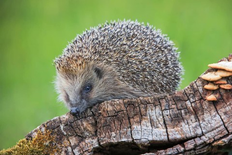 European hedgehog