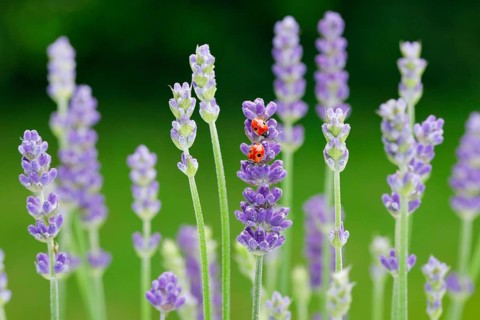 Two-spotted ladybird on lavender flower