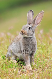 Wild rabbit