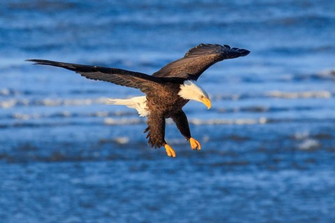 Bald eagle