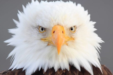 Bald eagle