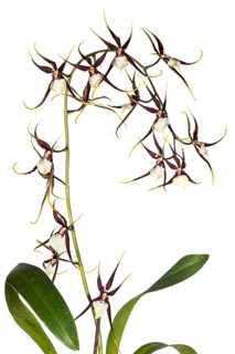 Orchid cultivar Brassidium Kenneth Bivin Santa Barbara
