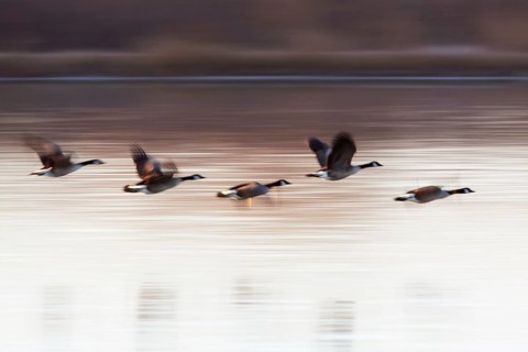 Canada goose