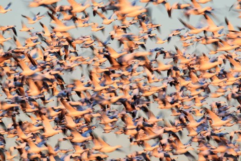 Snow goose