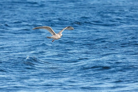 Yellow-legged gull