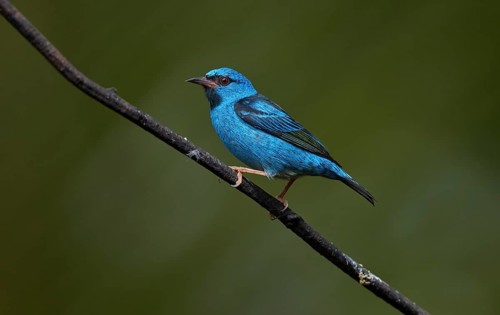 Blue-headed pitcher