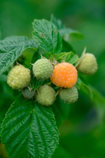 Yellow raspberry