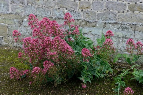 Red valerian