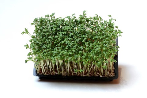 Garden cress