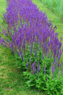 Ornamental sage