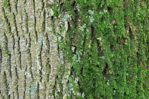 Maple