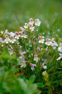 Eyebright