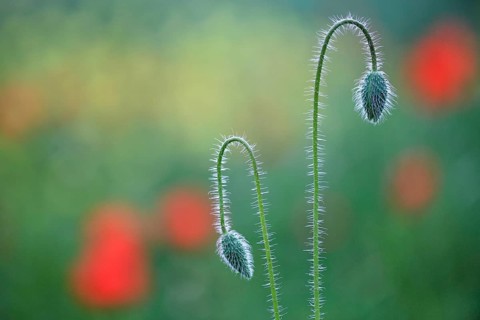 Poppy