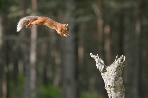 Red Squirrel