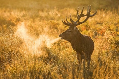 Red Deer or Hart
