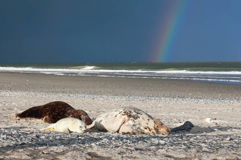 Grey seal