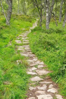 Footpath in birch forest