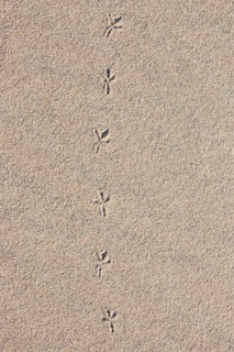 Bird tracks in the sand