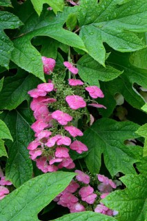 Oak-leaved hydrangea