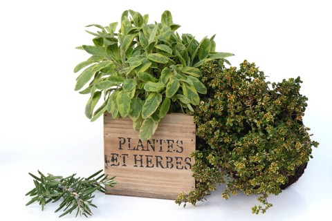 Kitchen herbs