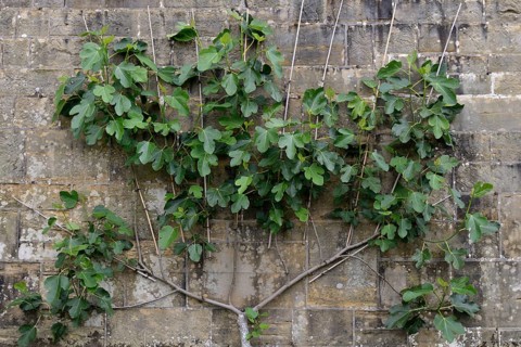 Fig tree pulled against the wall as a trellis