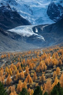 Foothills of the Morteratsch Glacier with larch