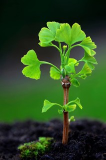 Leaf shoots of ginkgo tree